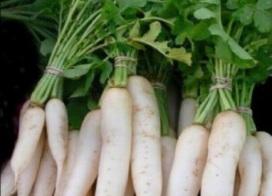 Radish
